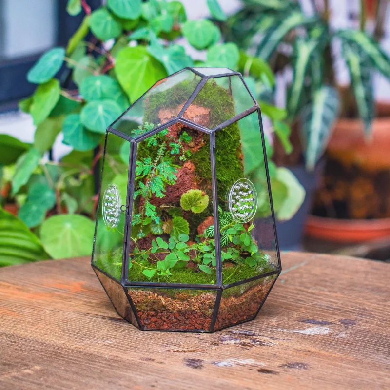 Planting Kit for this Close Geometric Tin Glass Terrarium with Door, Vent