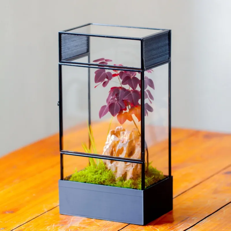 Tall NCYP Rectangle Glass Bioactive Terrarium, with side door, with Mesh vent for praying mantis SR01V2